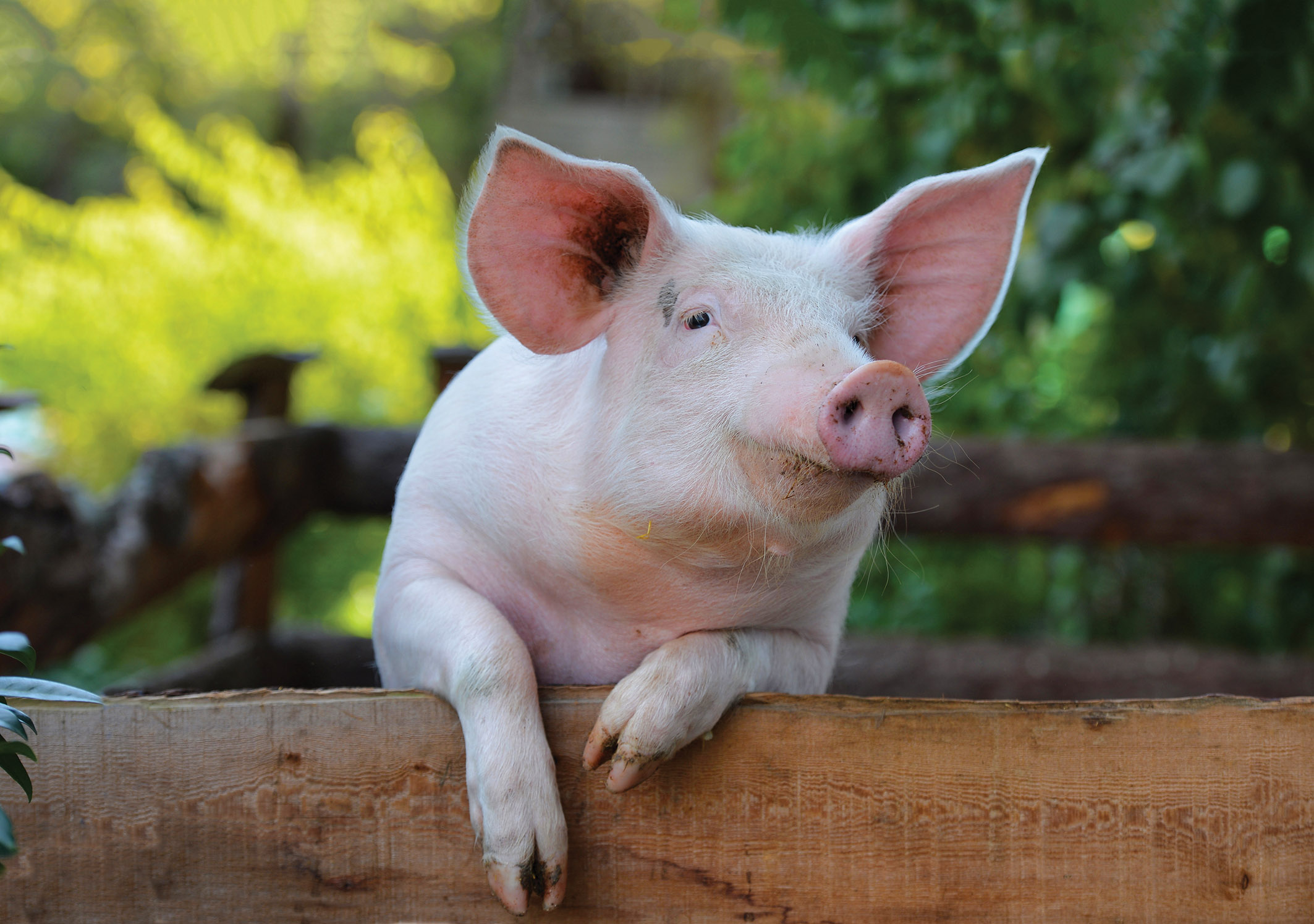 Large pig leaning over fence like an old man