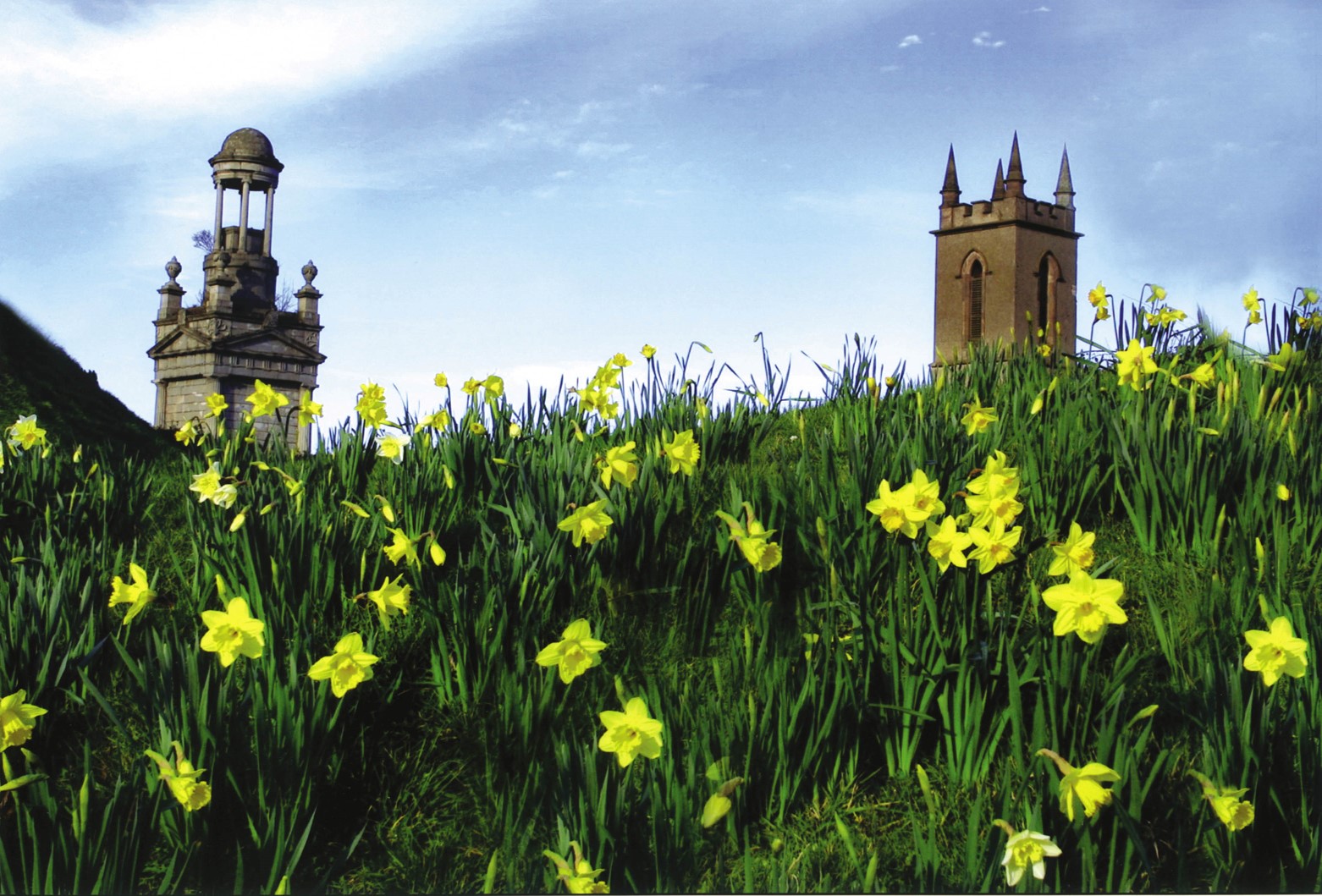 Church and bell tower behind field of daffodils 