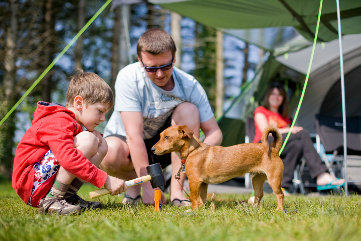 Boy helps man with tent peg as woman watches on smiling. Little brown dog in foreground 